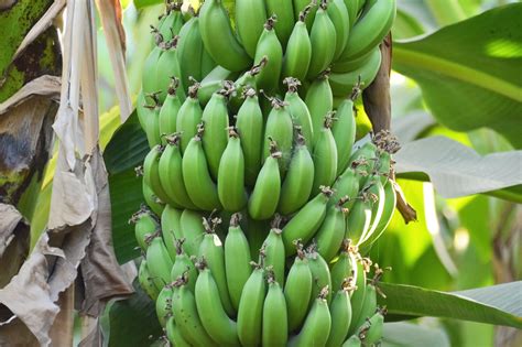 Banana – Industry Strategic Science and Technology Plans .